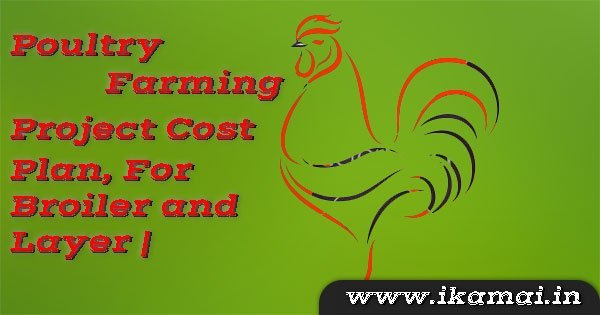 Poultry-Farming-Project-cost-plan-for-broiler-and-layer
