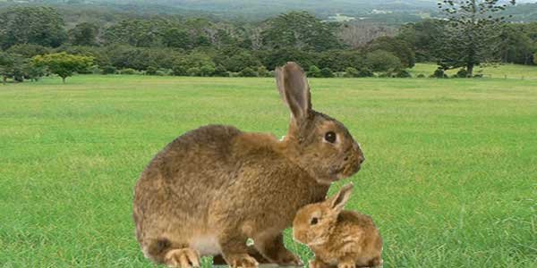 Rabbit farming 