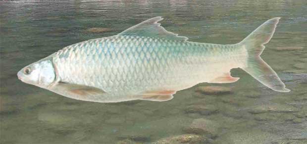 Mrigal-Fish