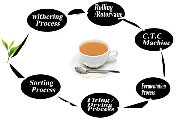 tea processing process in hindi