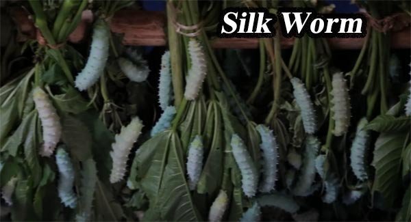 Sericulture business in hindi 